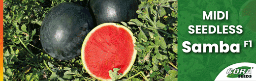 cora-seeds-flexi-sito-251114