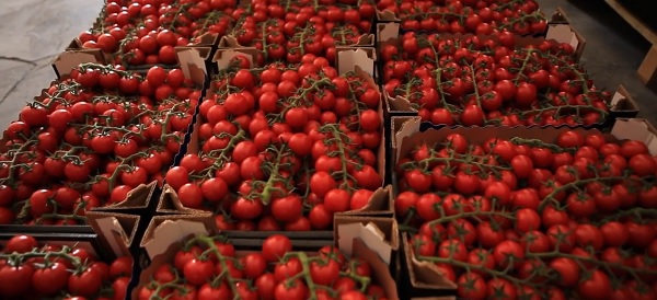 Pomodori, in Sicilia si teme l'avanzata del prodotto estero