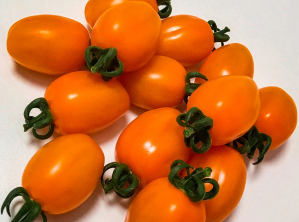 Boom pomodori colorati, le nuove varietà di Enza Zaden