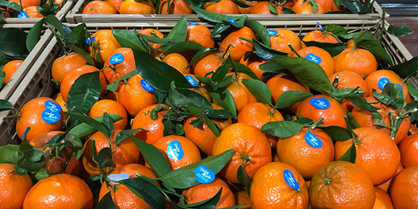 Le arance cedono il passo alle clementine spagnole