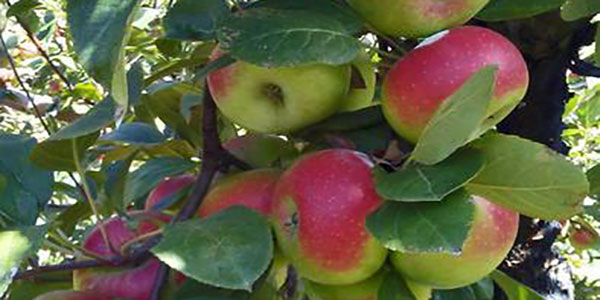 Antiossidante e antinfiammatoria, la mela rosa dei Sibillini