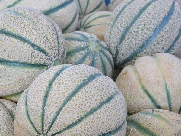 Dal vivaio alla precision farming, Top Melon compie 25 anni