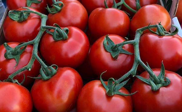 «Pomodori, valorizziamoli con qualità e differenziazione»