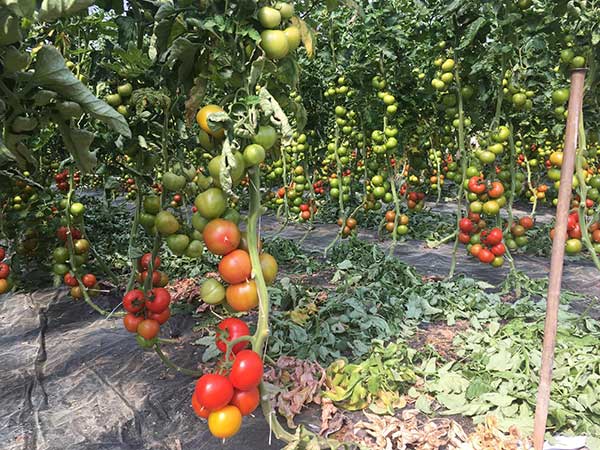 «Pomodori: mercato altalenante, si vive alla giornata»