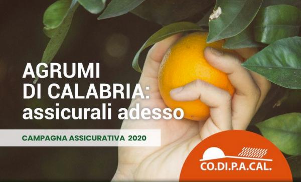 Calabria, campagna assicurativa agrumi agli sgoccioli