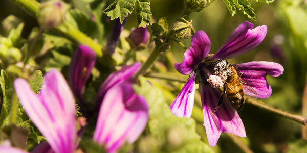 Eataly pianta 100 ettari di infestanti per salvare le api
