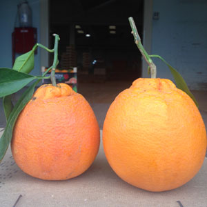 Agrumi, Colleroni: avvio in sordina per le arance siciliane, meglio i limoni