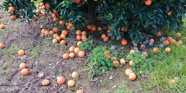 Clementine e arance soffrono i danni del maltempo
