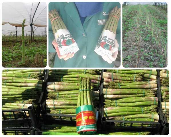 La Misenate: asparagi a rilento, ottismo per il cicorino