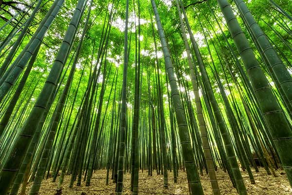 Dalle piantagioni di bambù il compost per i noccioleti