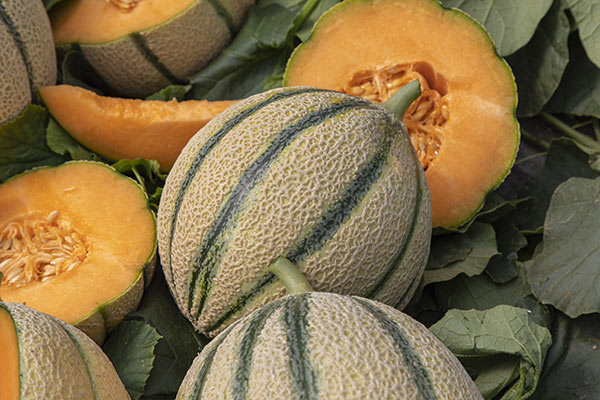 Bernini, il melone Nunhems scelto per precocità e shelf life