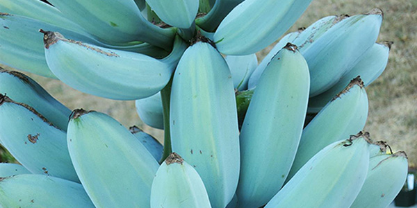Il giallo della Blue Java: la banana blu che sa di vaniglia
