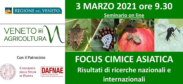 Cimice asiatica, focus online di Veneto Agricoltura