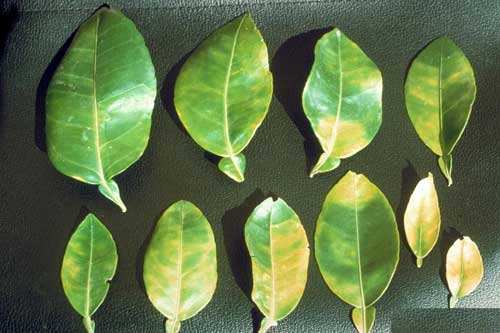 citrus greening aumenta l'amido nelle foglie