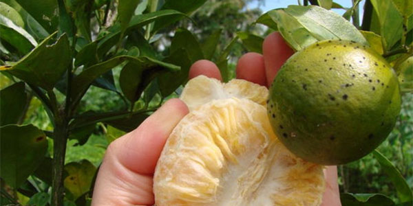 Citrus greening, le speranze di difesa nel Caviale di limone