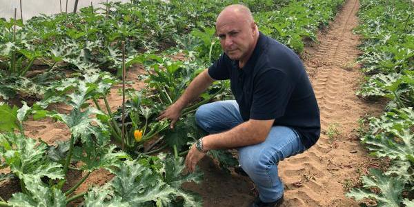 Zucchine, l'Agro Pontino si prepara a un nuovo ciclo