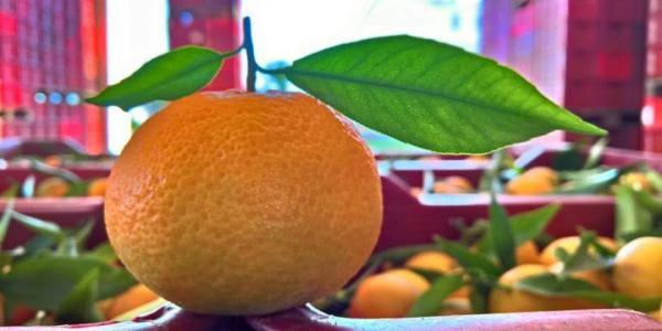 Clementine, una campagna tra alti e bassi