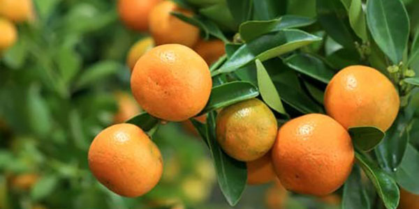 Confagricoltura: clementine, perdite per oltre 70 milioni