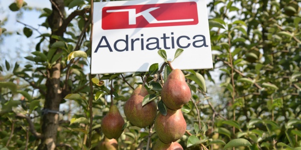 K-Adriatica incorpora Agroalimentare Sud