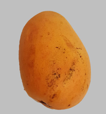 Mango Lemon - Come si presenta il frutto