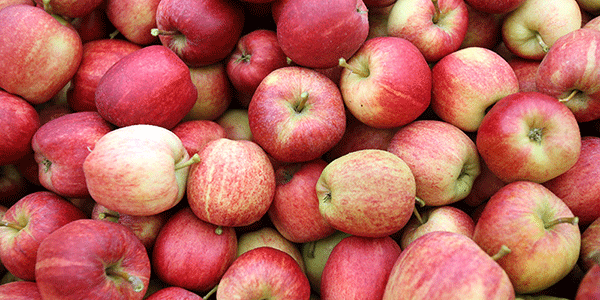 Assomela promuove «Knowing european apple»