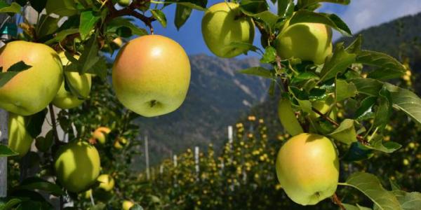Le mele della Valtellina sulla tavola di Papa Francesco