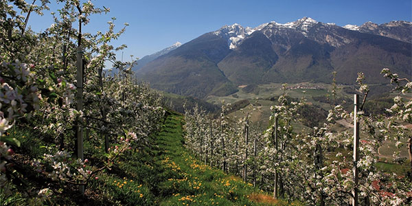 Frutticoltura, paesaggio e valorizzazione delle mele