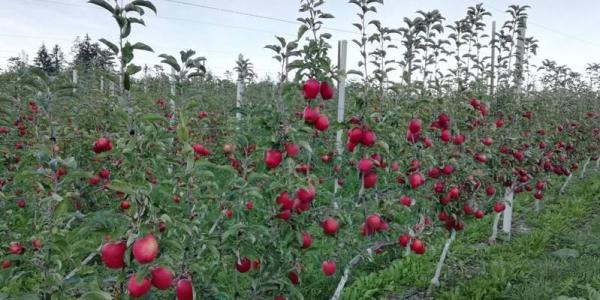 Sostenibilità, ottimi risultati per le mele italiane