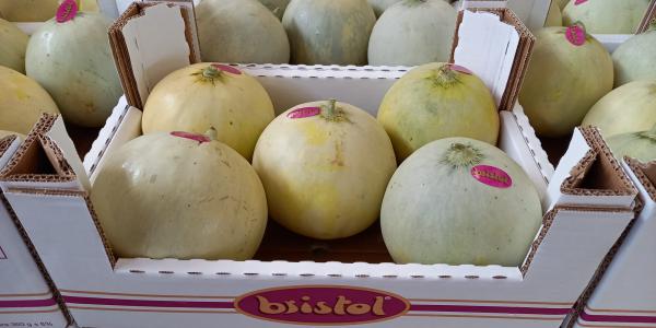 melone liscio Bristol