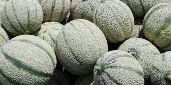 «Meloni, mercato lento e prezzi stabili»