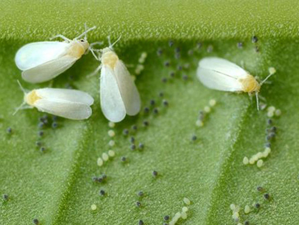 Dai nanomateriali un valido aiuto contro la mosca bianca