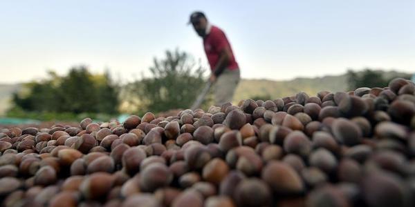 Turchia, aumenta l'export di nocciole