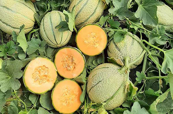 Lion e Saetta, i meloni Nunhems coltivati da Mundial