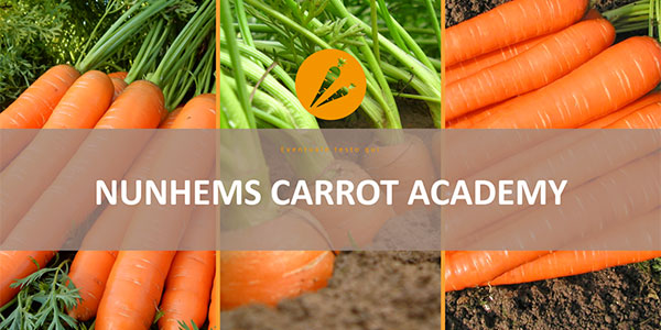 Carote, nasce la «Nunhems Carrot Academy»