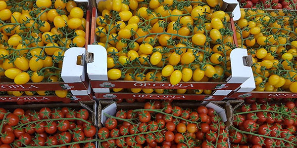 Pomodori, la Piana di Fondi affronta il Ragnetto argentato