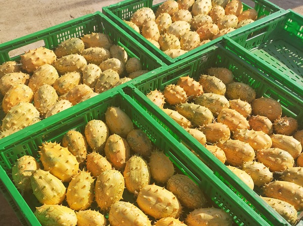 Kiwano, il frutto africano cresce in Friuli e arriva in Gdo