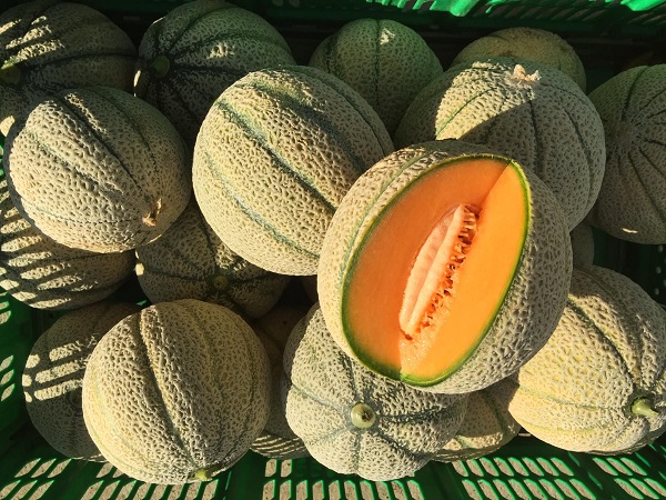 Melone bio, fondamentale garantire la continuità
