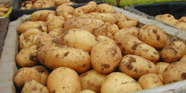 Il mercato europeo ha fame di patate