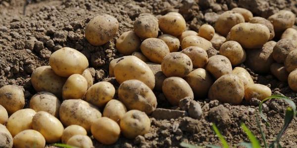Surplus di patate in Ue, perdite per 400 milioni di euro