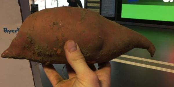Svizzera, operazione salvataggio per le patate giganti