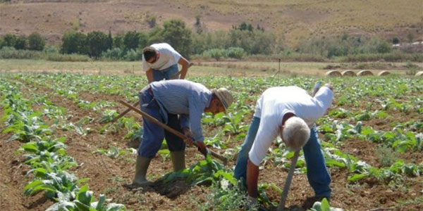 Pensioni, tutte le novità per i lavoratori agricoli