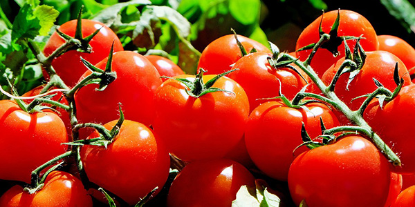 Pomodori, ritrovati i geni che migliorano il sapore