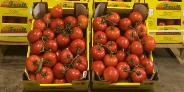 Pomodori rossi ramati Maas Catania