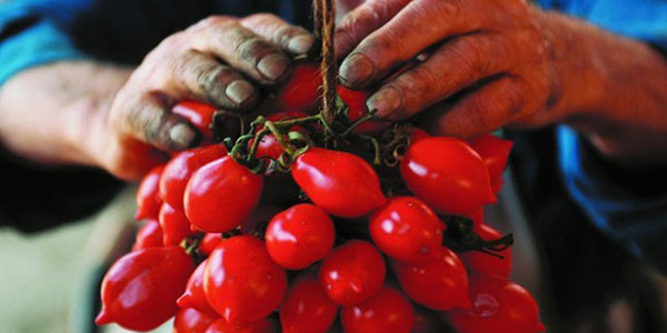 Napoli, sequestrati 4.900 kg di pomodori del Piennolo Dop
