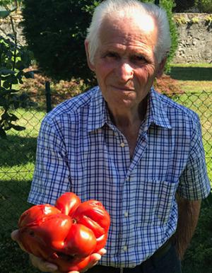Varese, pomodoro da record per nonno Ferruccio: 1,6 kg