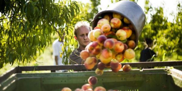 Pesche e pomodori, produzione europea in crescita