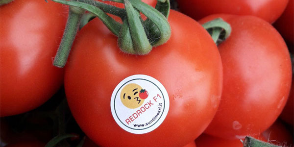 Pomodoro Redrock, il grappolo rosso ideale per l'export