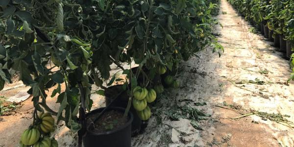 Sole di Sardegna, piano per l'espansione del pomodoro bio