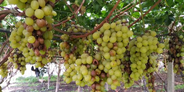 La Sicilia che innova contro il cracking dell'uva