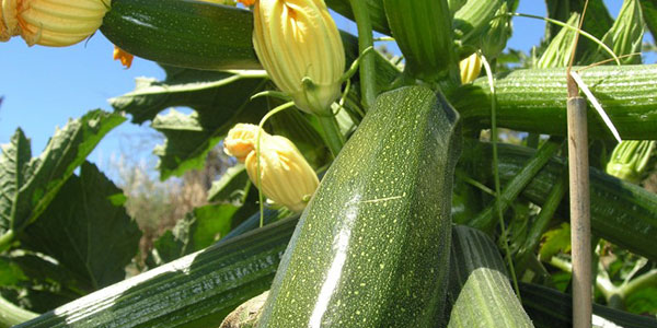 Zucchine, il New Delhi virus colpisce anche l'Italia